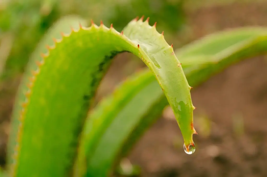 These Remedies Will Help You Restore Your Skin Color After Burn - Aloe Vera